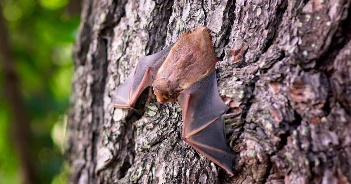 Partij voor de Dieren | Motie Van Esch over zo snel mogelijk