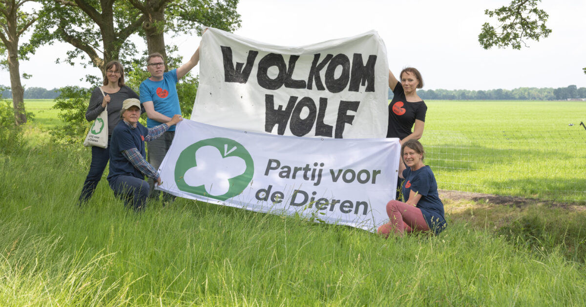 Friezen en Drenten van de Partij voor de Dieren verwelkomen de wolf Nieuws Partij voor de Dieren Friezen en Drenten van de Partij voor de Dieren verwelkomen de wolf Nieuws Partij voor de Dieren