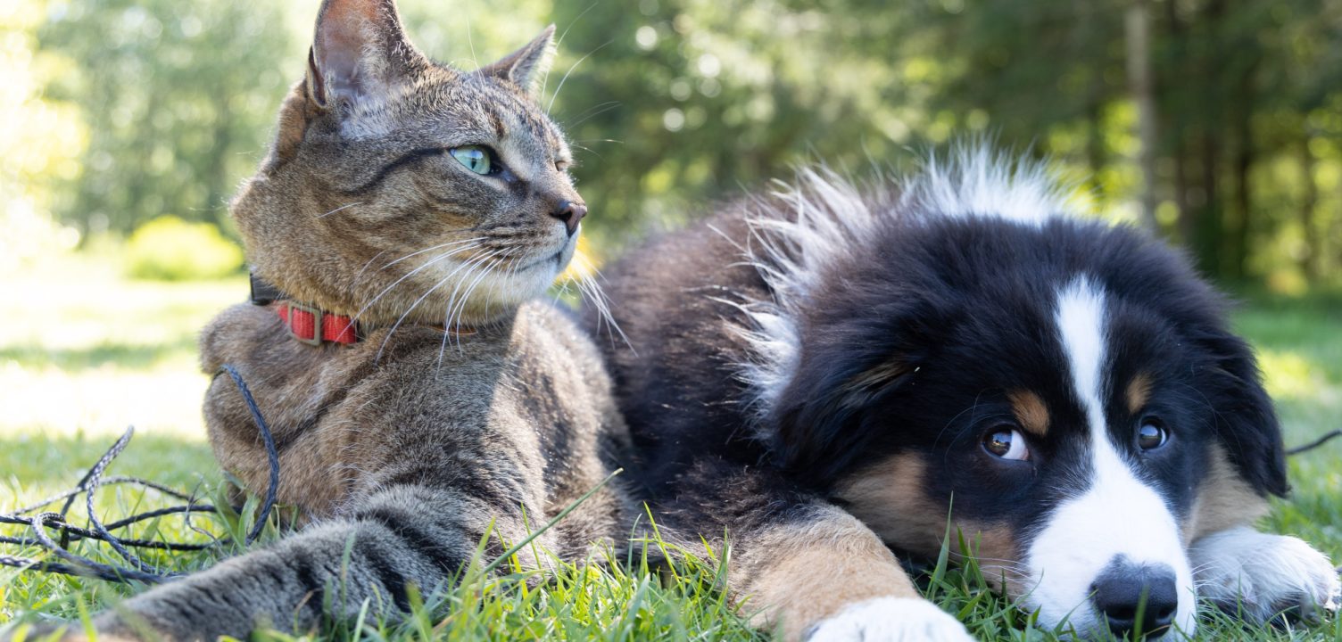 Partij Voor De Dieren | Dierenrechten