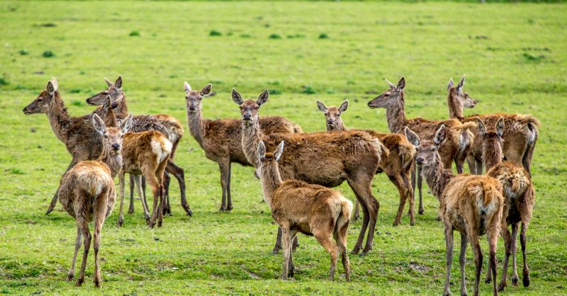 Kritisch volgen situatie Oostvaardersplassen