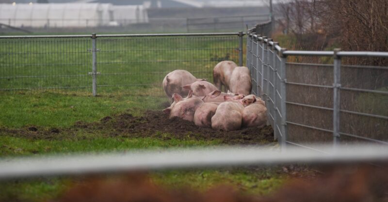 Varkens die stalbrand Biezen­mortel over­leefden afgevoerd naar slachthuis