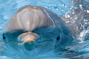 [dolfijn]
