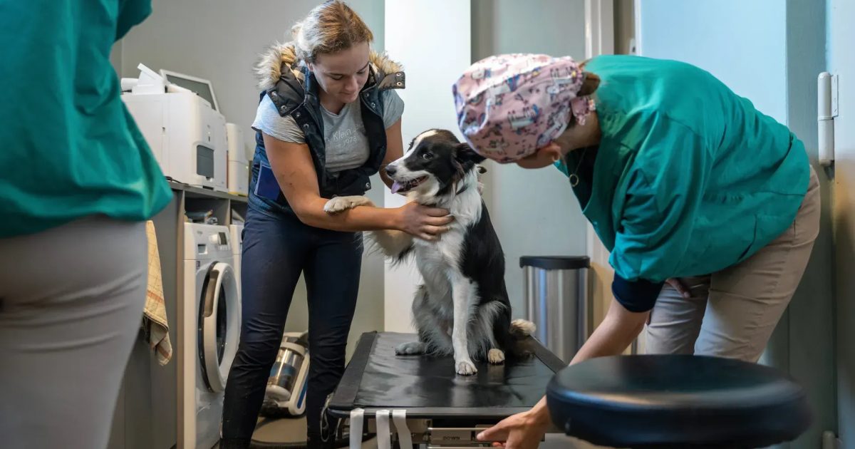 Geneeskundige Zorg Voor Dieren Betaalbaar En Bereikbaar Voor Iedereen ...