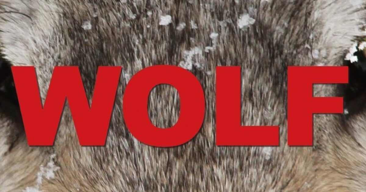 PvdD vertoont natuurfilm Wolf in Bibliotheek Neude over de terugkomst van de wolf Nieuws