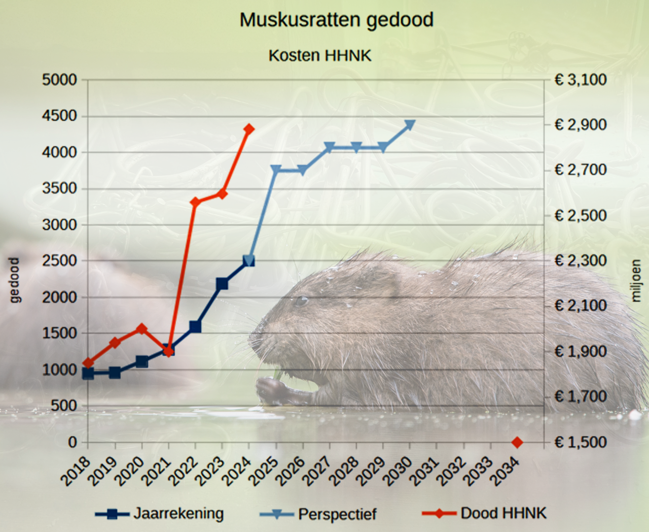 Grafiek van het aantal muskusratten per jaar in HHNK gebied t.o.v. kosten per jaar.