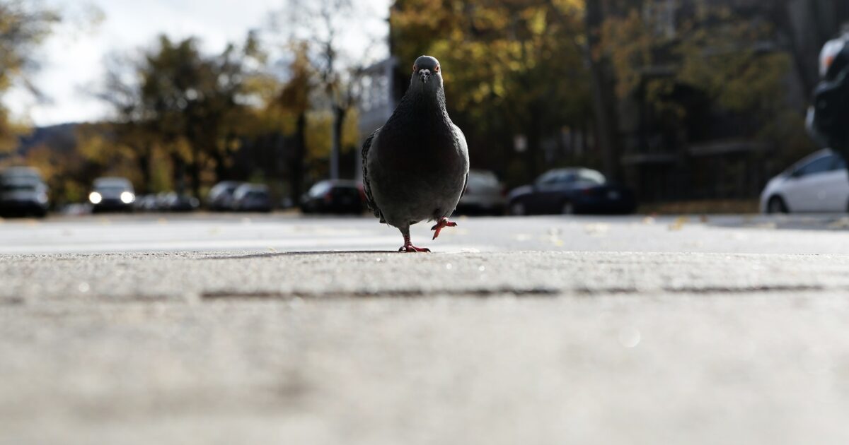 Partij voor de Dieren | Motie Aanrijdingen met wilde dieren voorkomen