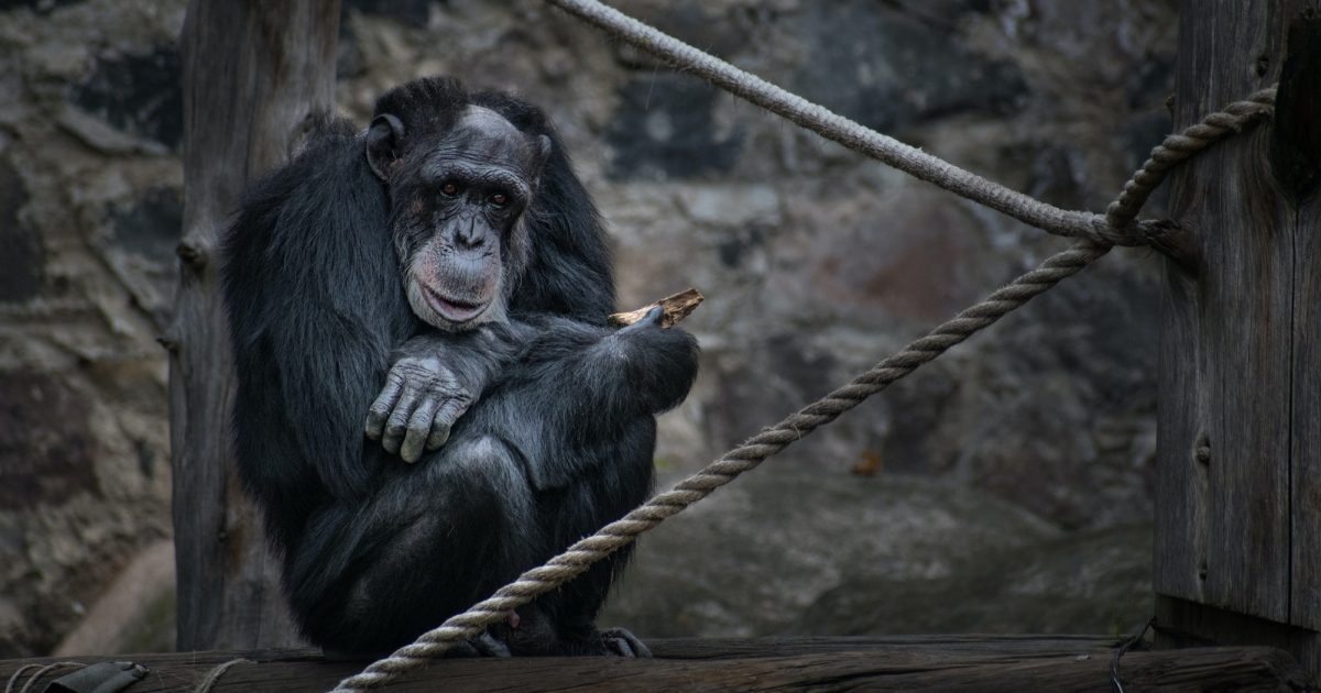 Vragen van Wassenberg over het onvol­ledig infor­meren van de Kamer over het dood­schieten van twee chim­pansees door DierenPark Amers­foort.