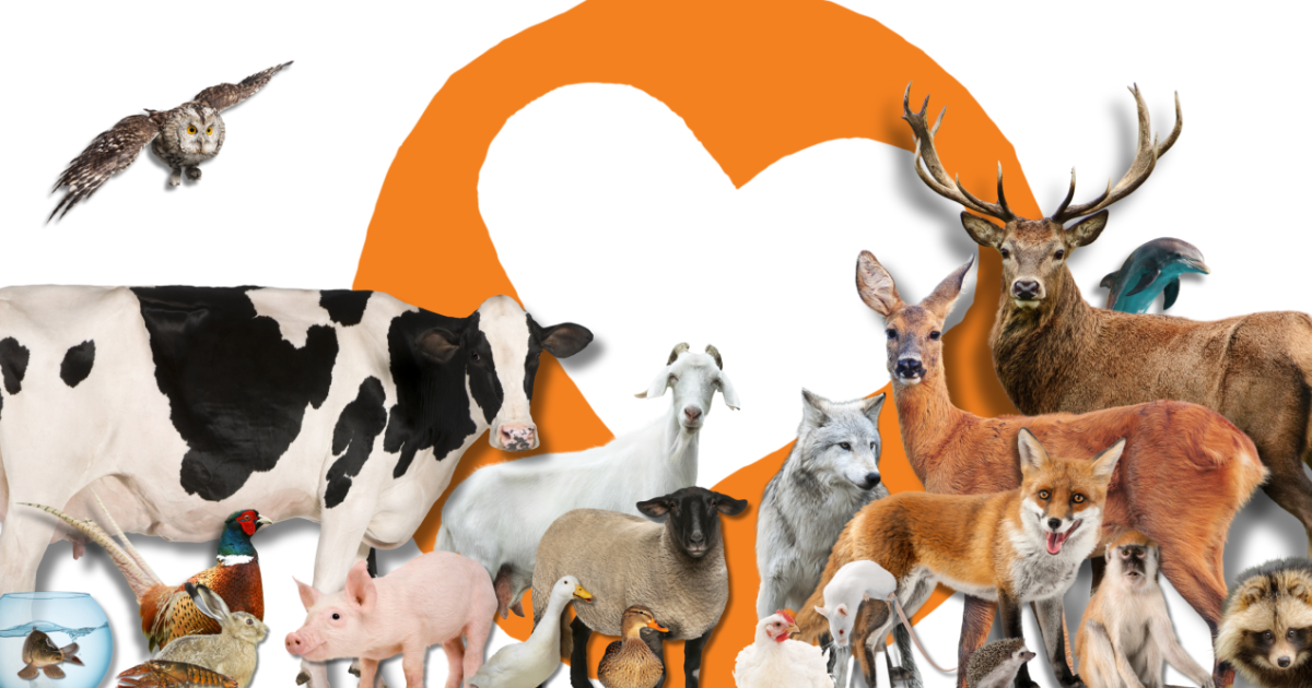 11 november: Stille tocht voor de dieren | Nieuws | Partij voor de Dieren
