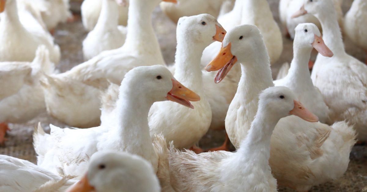 Geen eendenvlees meer voor Kamerleden Nieuws Partij voor de Dieren