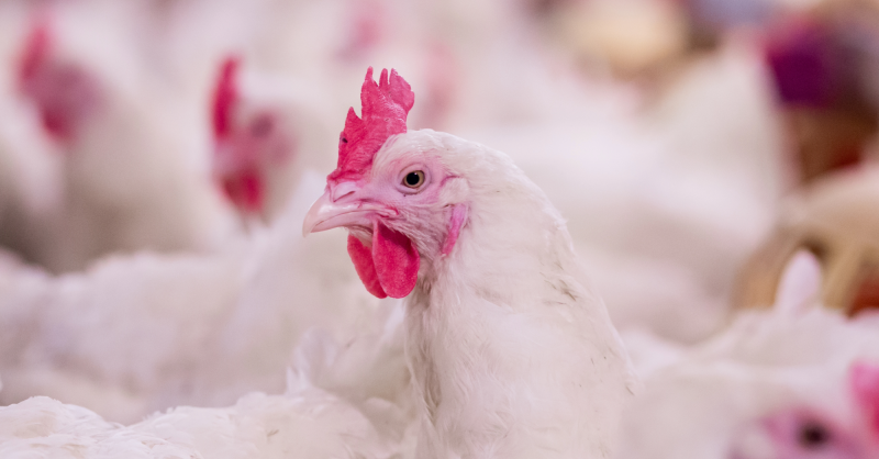 Vragen over nieuwe mega-kippenstal in Middenmeer